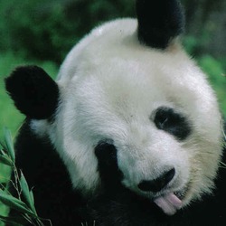 Giant Panda Bear Ailuropoda melanoleuca bamboo (2)