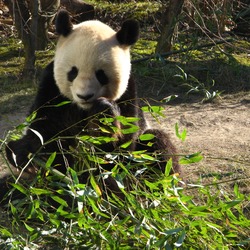 Giant Panda Bear Ailuropoda melanoleuca bamboo