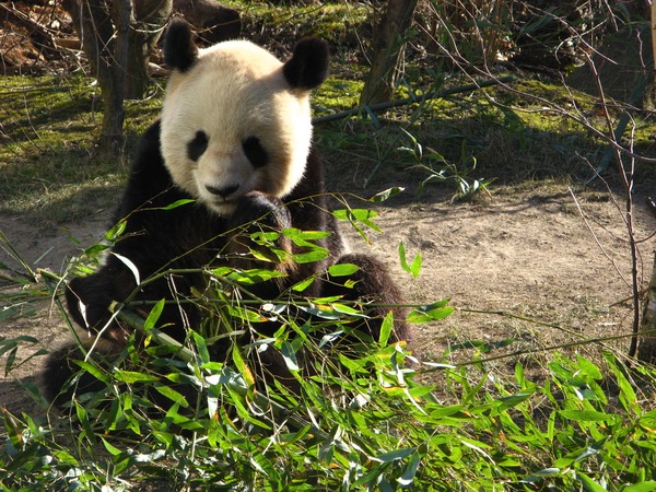 Giant Panda Bear Ailuropoda melanoleuca bamboo