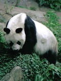 Giant Panda Bear Ailuropoda melanoleuca bao bao