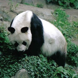 Giant Panda Bear Ailuropoda melanoleuca bao bao