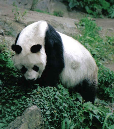 Giant Panda Bear Ailuropoda melanoleuca bao bao