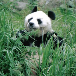 Giant Panda Bear Ailuropoda melanoleuca berlin