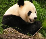 Giant Panda Bear Photo Gallery