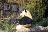 Giant Panda Bear Photo Gallery