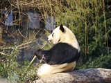 Giant Panda Bear Ailuropoda melanoleuca eating bamboo