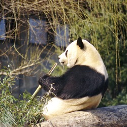 Giant Panda Bear Ailuropoda melanoleuca eating bamboo