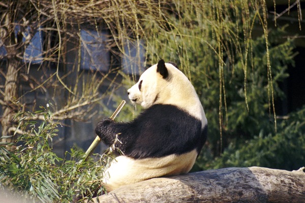 Giant Panda Bear Ailuropoda melanoleuca eating bamboo