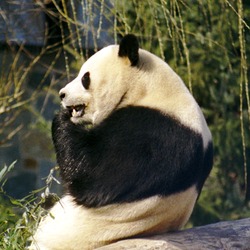 Giant Panda Bear Ailuropoda melanoleuca eating