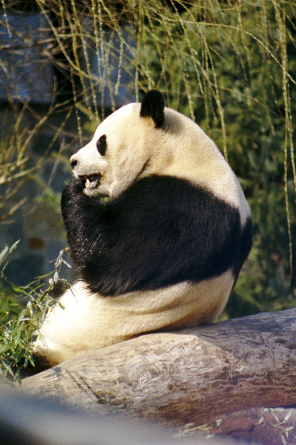 Giant Panda Bear Ailuropoda melanoleuca eating