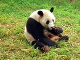 Giant Panda Bear Ailuropoda melanoleuca oso