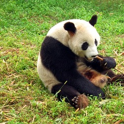 Giant Panda Bear Ailuropoda melanoleuca oso