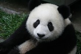 Giant Panda Bear Photo Gallery