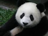 Giant Panda Bear Ailuropoda melanoleuca portrait cute