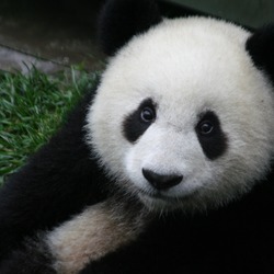 Giant Panda Bear Ailuropoda melanoleuca portrait cute
