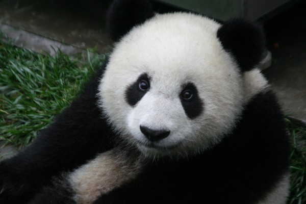 Giant Panda Bear Ailuropoda melanoleuca portrait cute