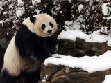 Mei Xiang - Washington, DC ... February 3, 2010 ... Photo by Rob Page III