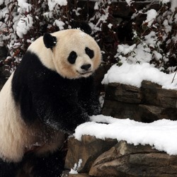 Mei Xiang - Washington, DC ... February 3, 2010 ... Photo by Rob Page III