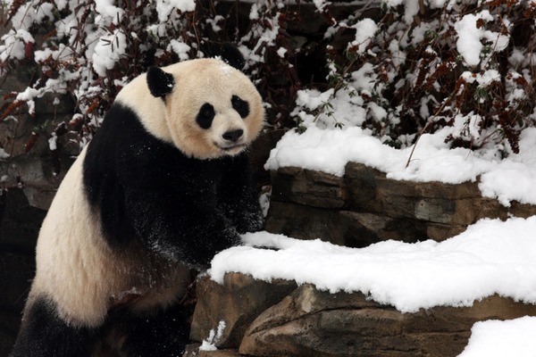 Mei Xiang - Washington, DC ... February 3, 2010 ... Photo by Rob Page III