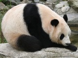 Giant Panda Bear Ailuropoda melanoleuca zoo