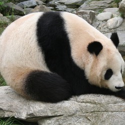 Giant Panda Bear Ailuropoda melanoleuca zoo