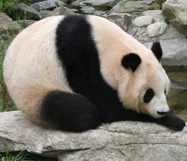 Giant Panda Bear Ailuropoda melanoleuca zoo