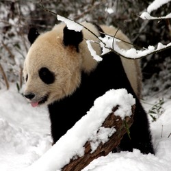 Tai Shan enjoys his final day in DC - Washington, DC ... February 3, 2010 ... Photo by Rob Page III