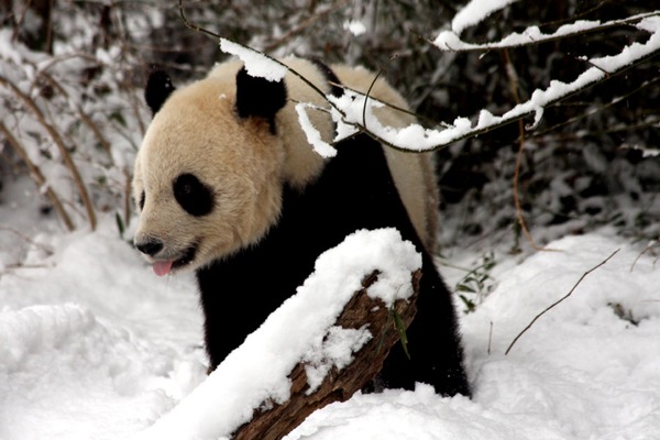 Tai Shan enjoys his final day in DC - Washington, DC ... February 3, 2010 ... Photo by Rob Page III