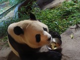 Giant Panda Bear Ailuropoda_melanoleuca Zoo Madrid