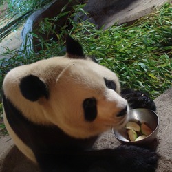 Giant Panda Bear Ailuropoda_melanoleuca Zoo Madrid