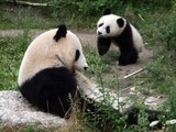 Panda (Ailuropoda melanoleuca)