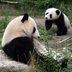 Panda (Ailuropoda melanoleuca)