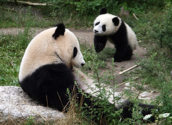 Panda (Ailuropoda melanoleuca)