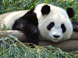 Giant Panda Bear Atlanta Zoo Panda