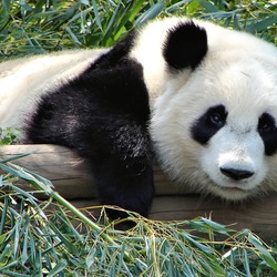 Giant Panda Bear Atlanta Zoo Panda