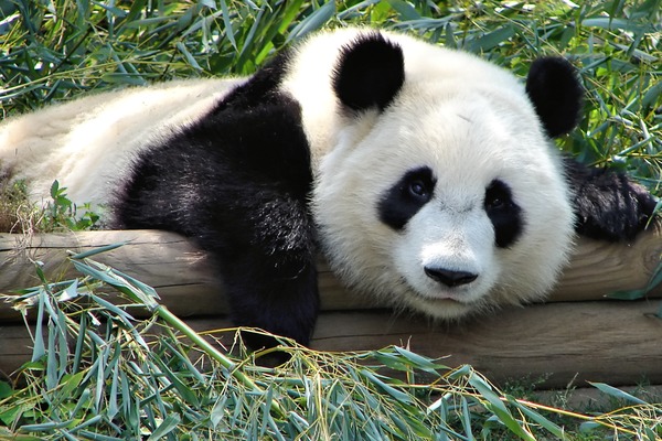 Giant Panda Bear Atlanta Zoo Panda