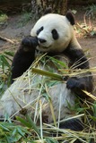 Giant Panda Bear Photo Gallery