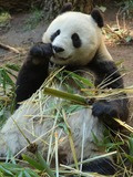 Giant Panda Bear Bai yun Ailuropoda melanoleuca