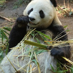 Giant Panda Bear Bai yun Ailuropoda melanoleuca