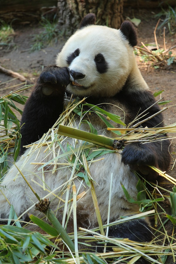 Giant Panda Bear Bai yun Ailuropoda melanoleuca
