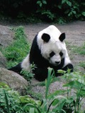 Giant Panda Bear Bao bao oso