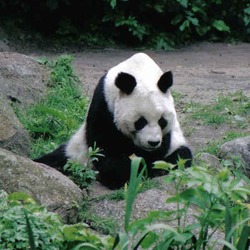 Giant Panda Bear Bao bao oso