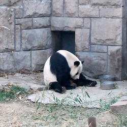 Giant Panda Bear Beijing Zoo (2)