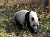 Giant Panda Bear Beijing Zoo (3)