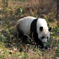 Giant Panda Bear Beijing Zoo (3)