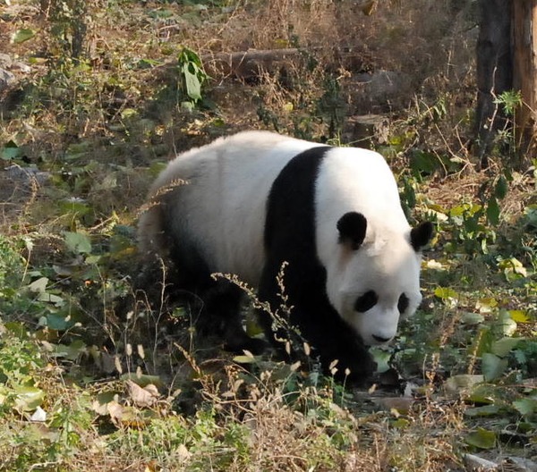 Giant Panda Bear Beijing Zoo (3)