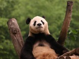 Giant Panda Bear Beijing zoo