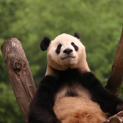 Giant Panda Bear Beijing zoo