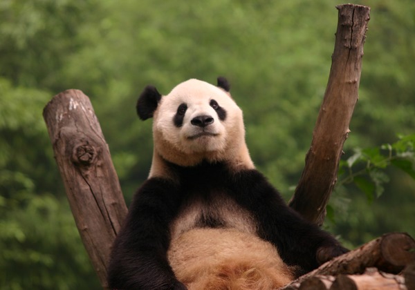 Giant Panda Bear Beijing zoo