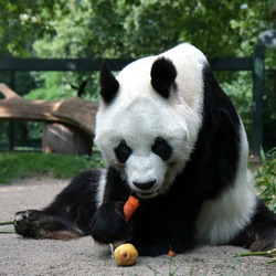 Giant Panda Bear Berlin Bao Bao eating